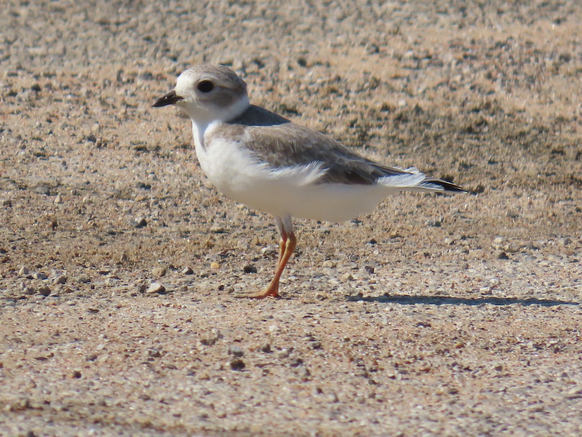 Piping Plover - ML640264154