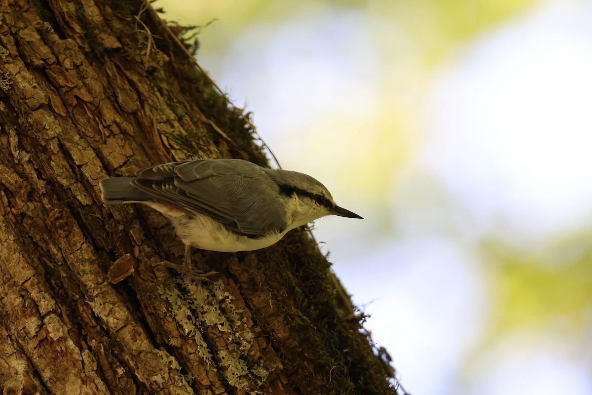 Eurasian Nuthatch (White-bellied) - ML640264197