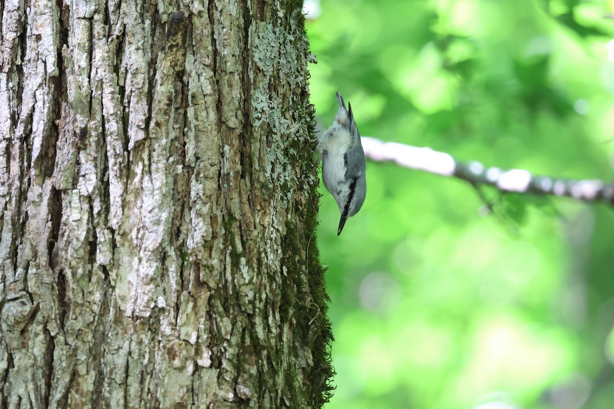 Eurasian Nuthatch (White-bellied) - ML640264198