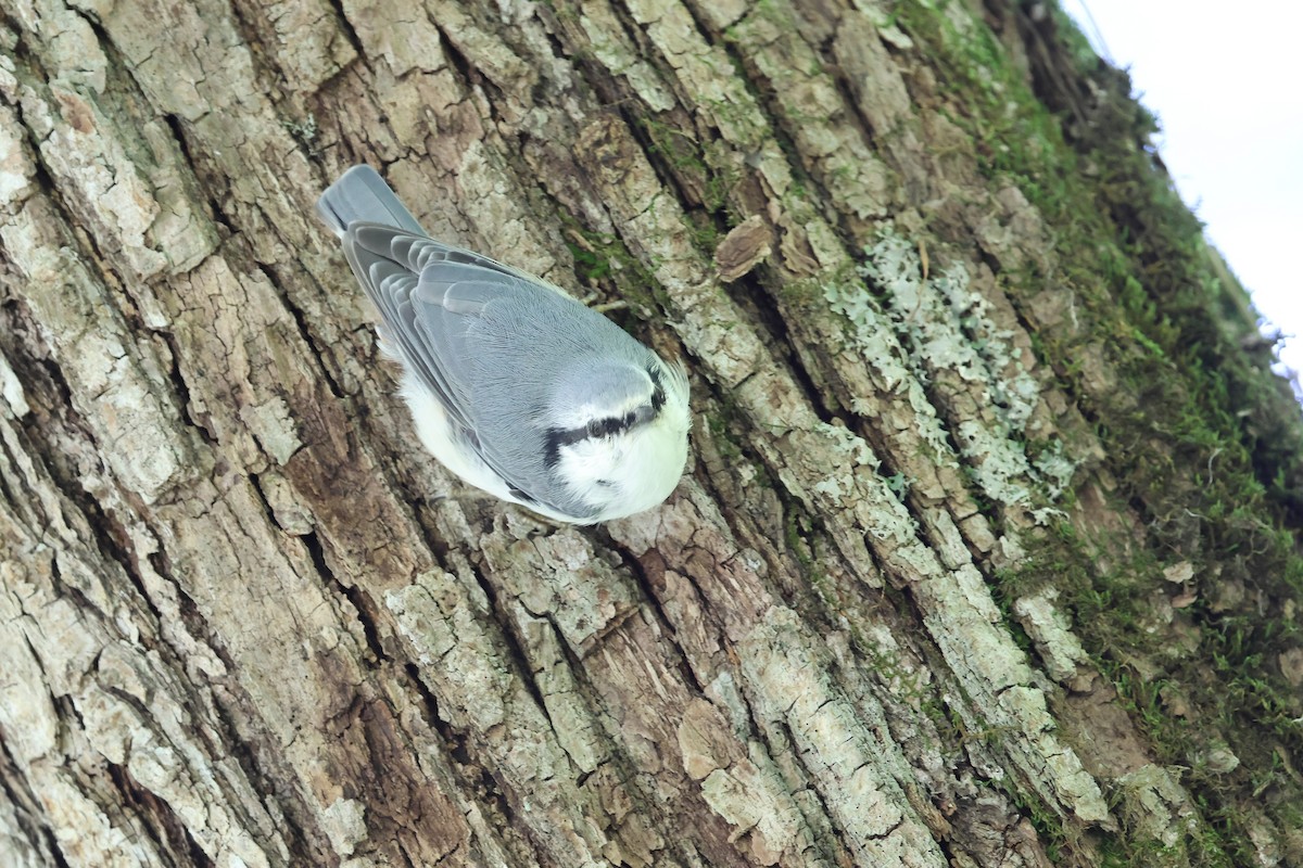 Eurasian Nuthatch (White-bellied) - ML640264199