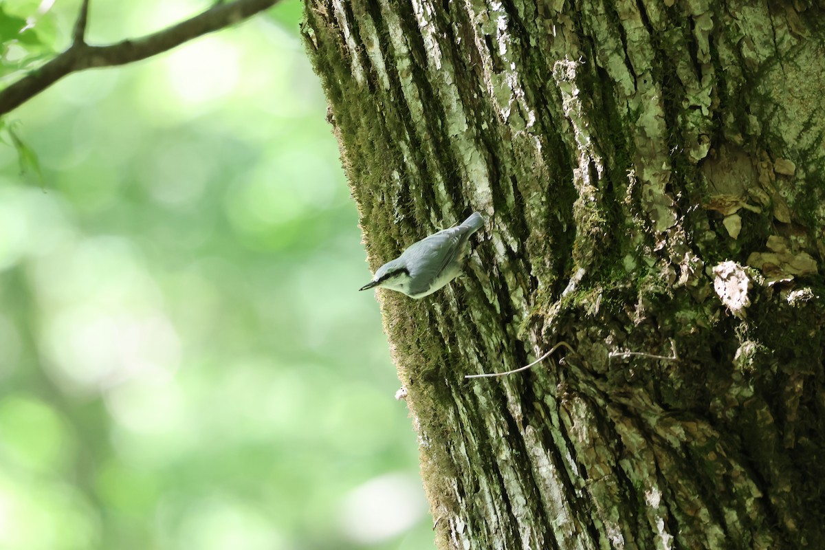 Eurasian Nuthatch (White-bellied) - ML640264200