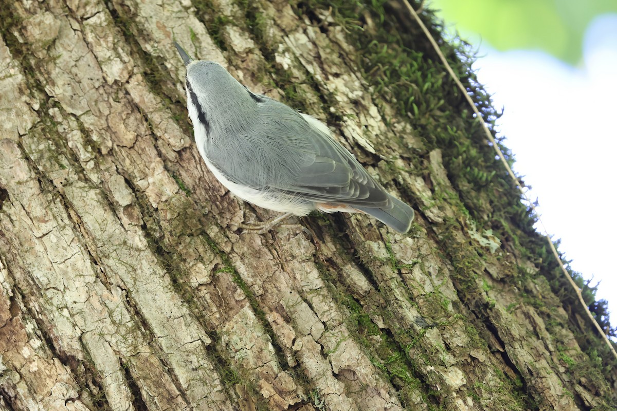 Eurasian Nuthatch (White-bellied) - ML640264201