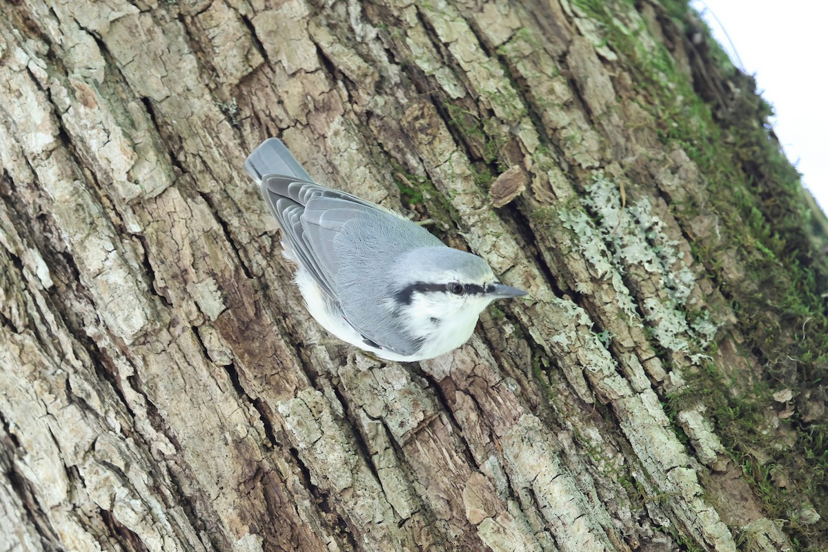 Eurasian Nuthatch (White-bellied) - ML640264202
