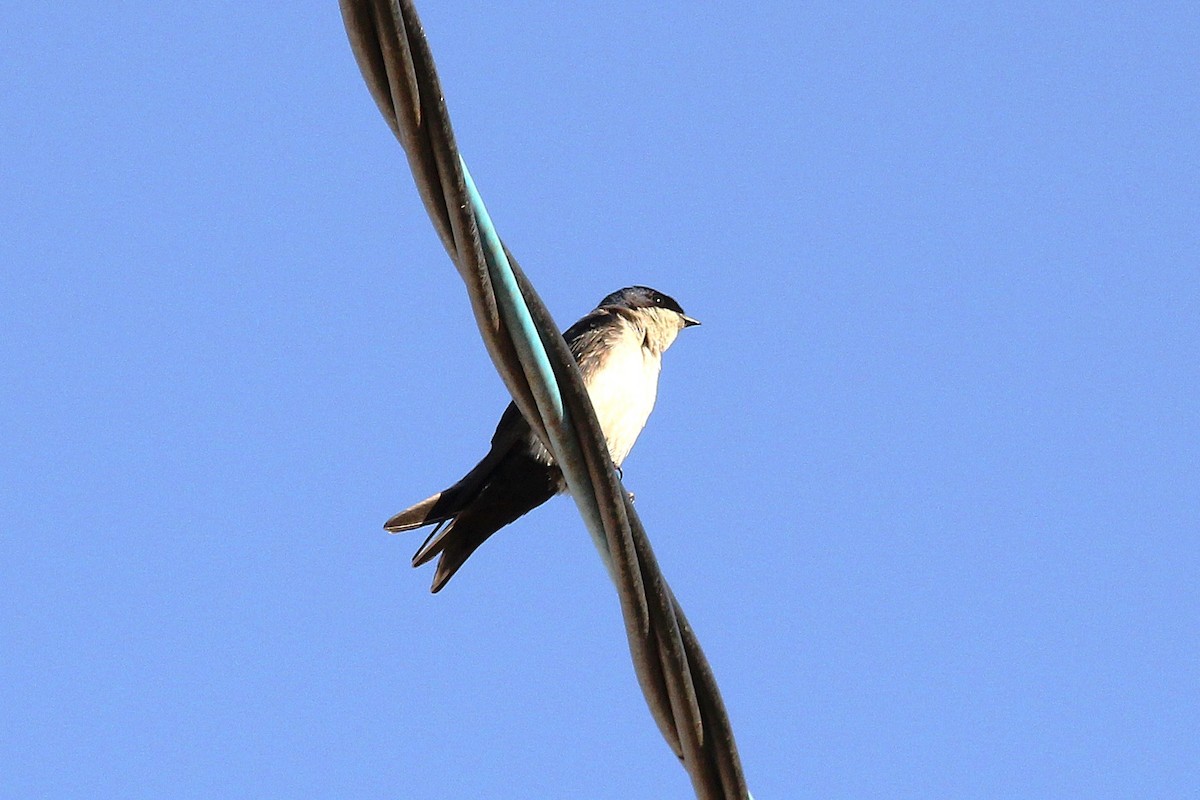 Blue-and-white Swallow - ML640264206