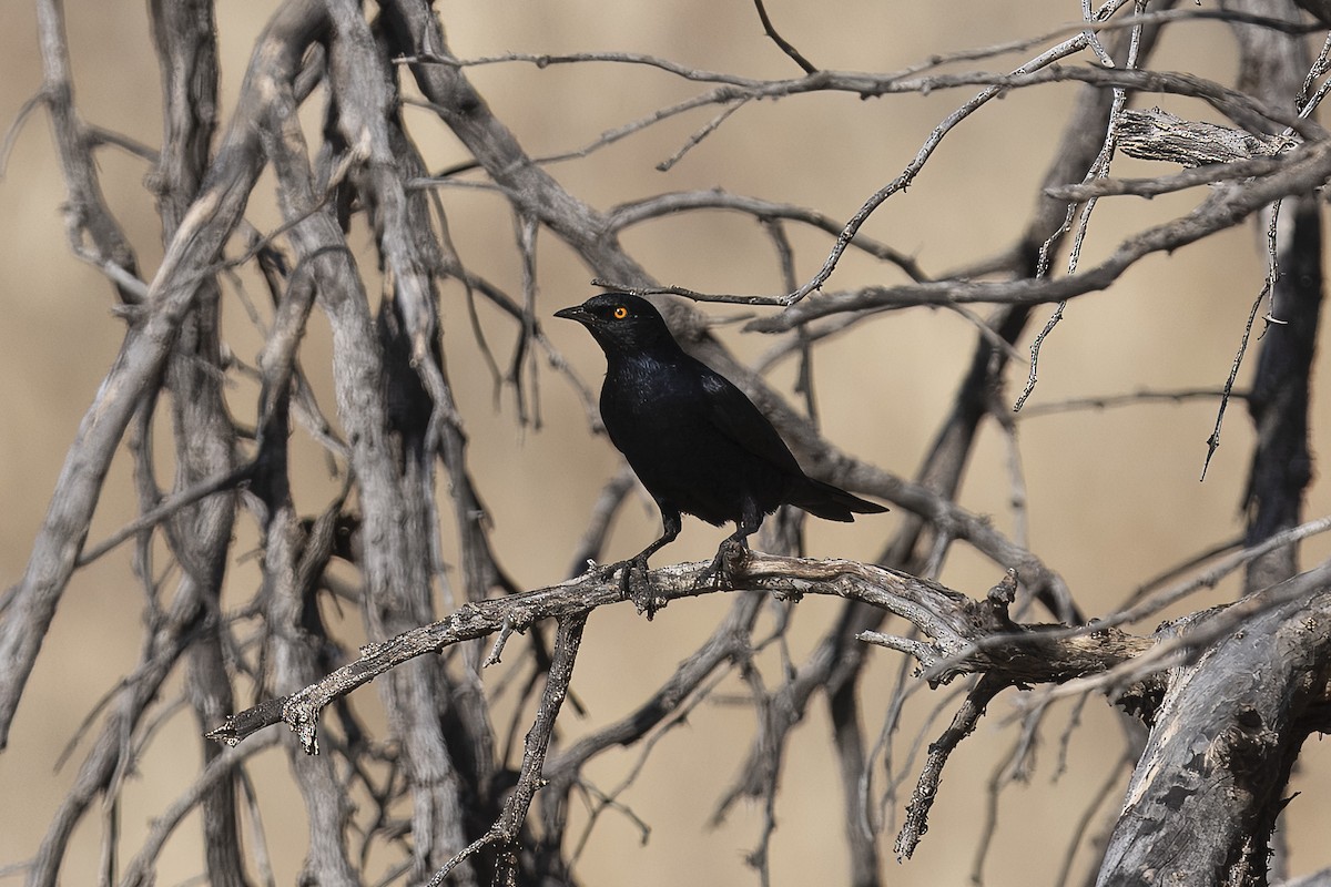 Pale-winged Starling - ML640264222