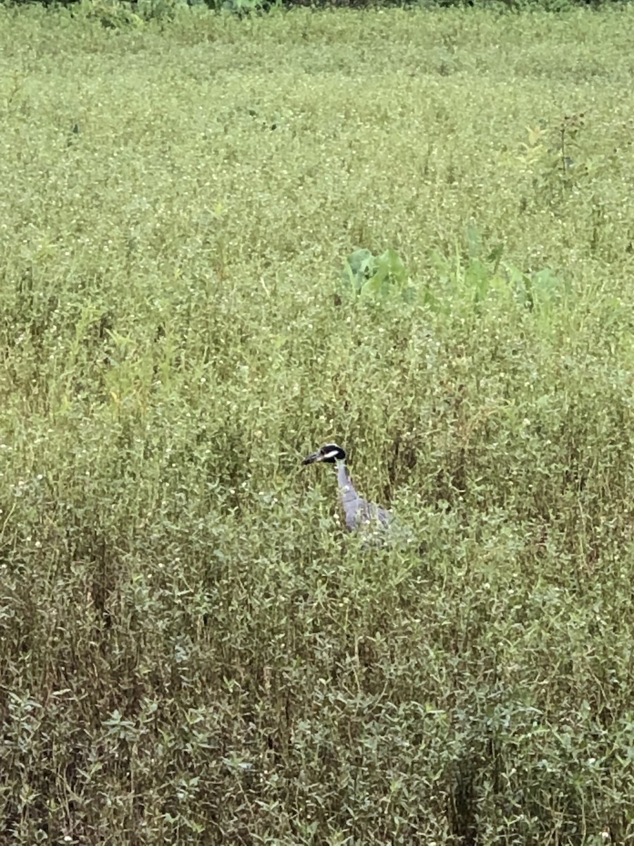 Yellow-crowned Night Heron - ML640264294