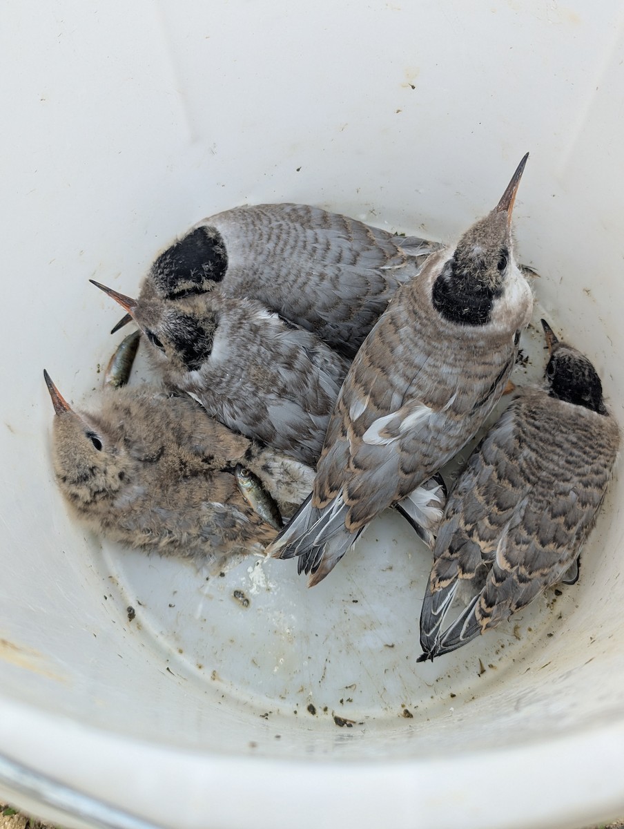 Common Tern - ML640264341