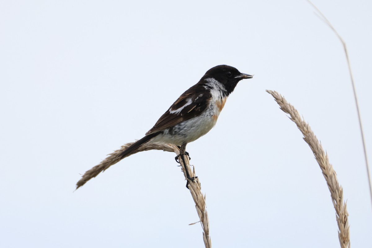 Amur Stonechat - ML640264346