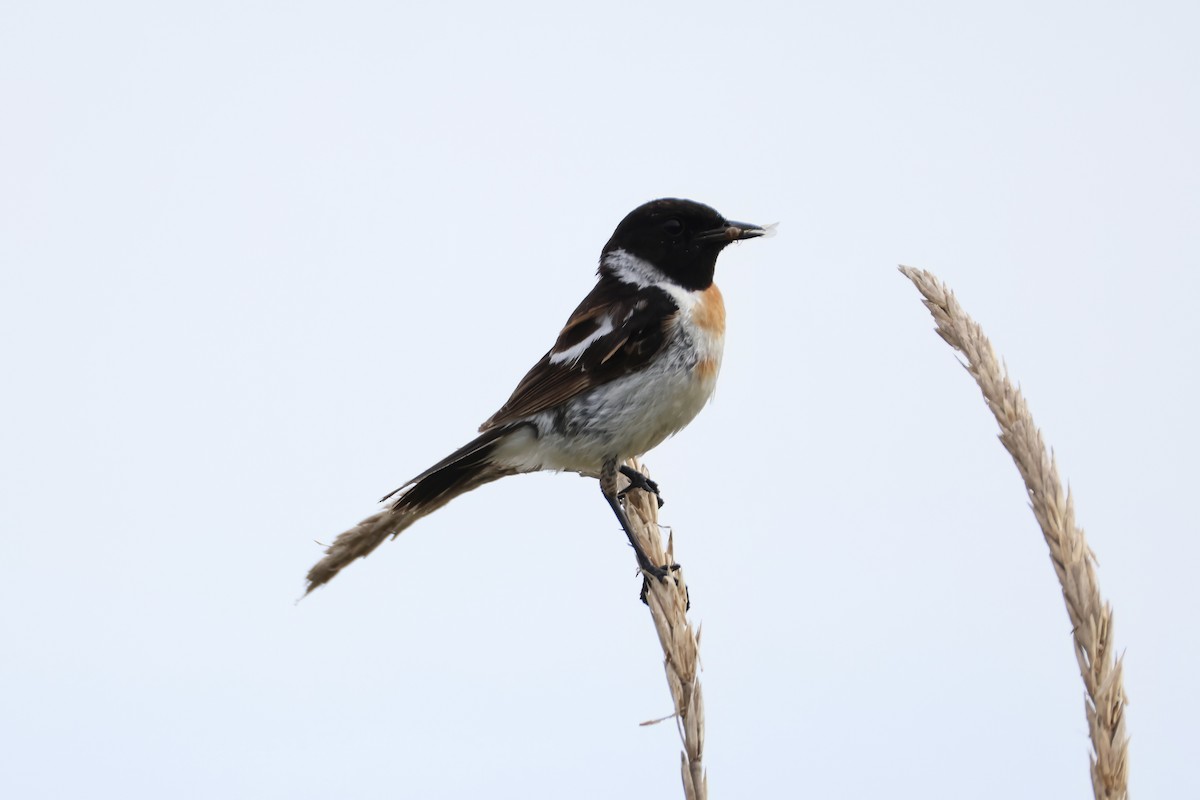 Amur Stonechat - ML640264347