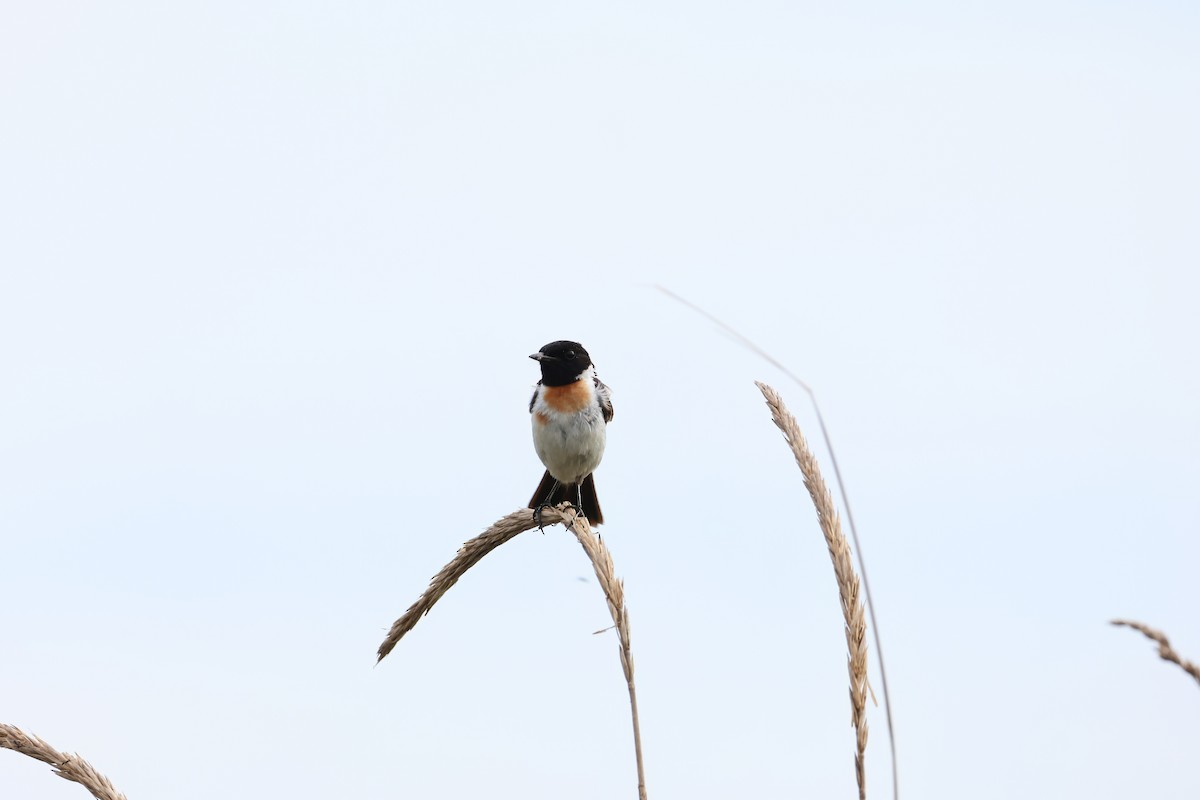 Amur Stonechat - ML640264348