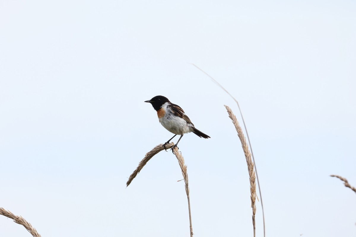 Amur Stonechat - ML640264349