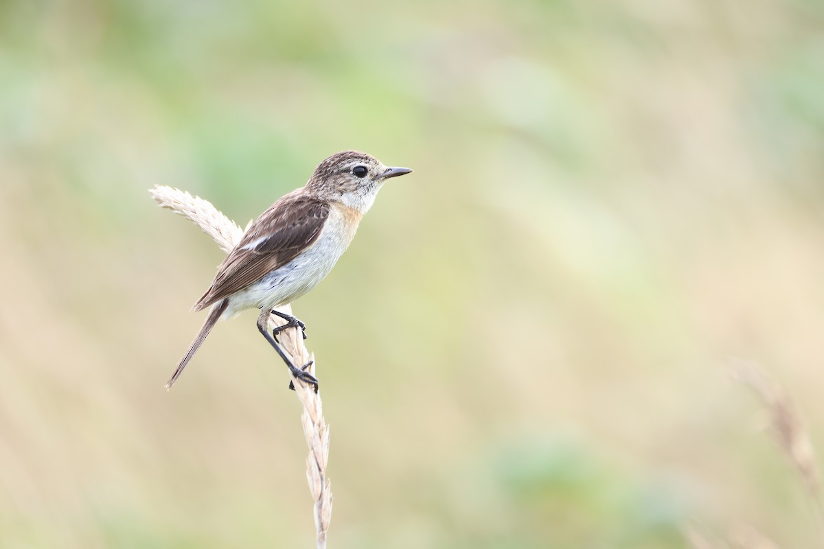 Amur Stonechat - ML640264351