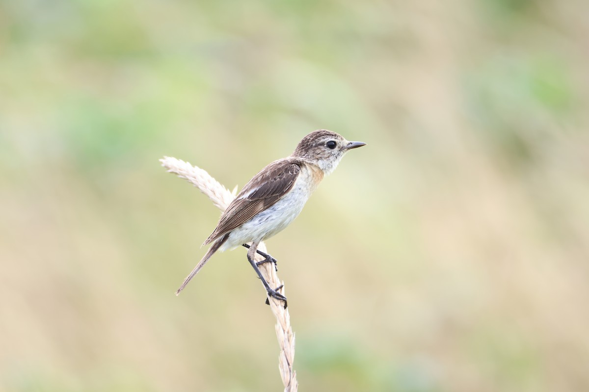 Amur Stonechat - ML640264352