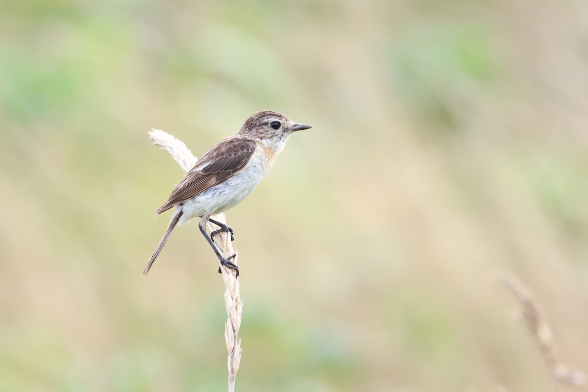 Amur Stonechat - ML640264353