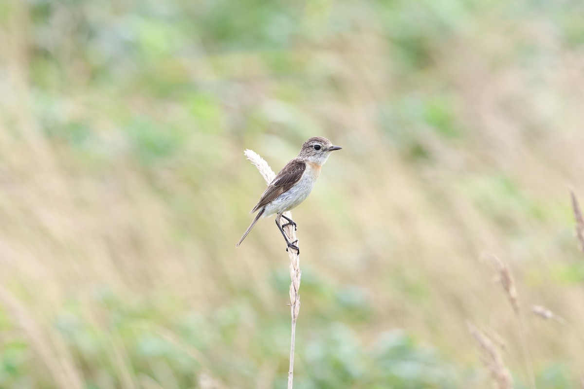 Amur Stonechat - ML640264354