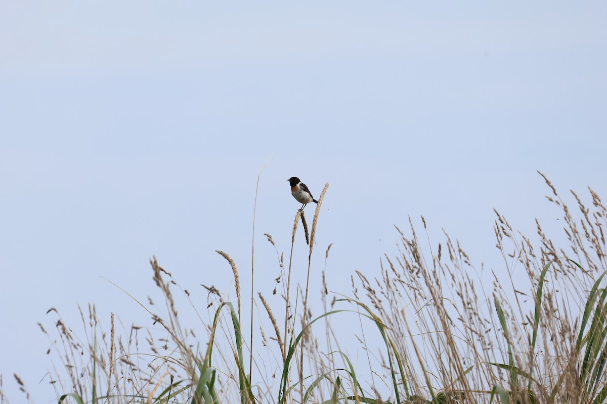 Amur Stonechat - ML640264355