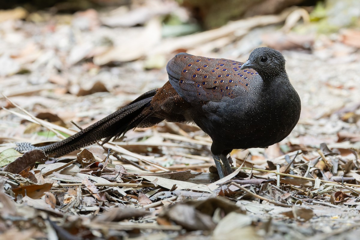 Mountain Peacock-Pheasant - ML640264414