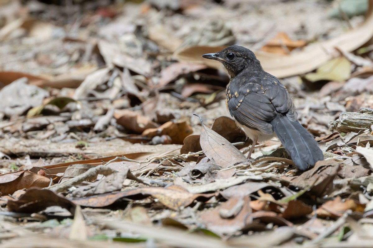 White-rumped Shama (White-rumped) - ML640264437