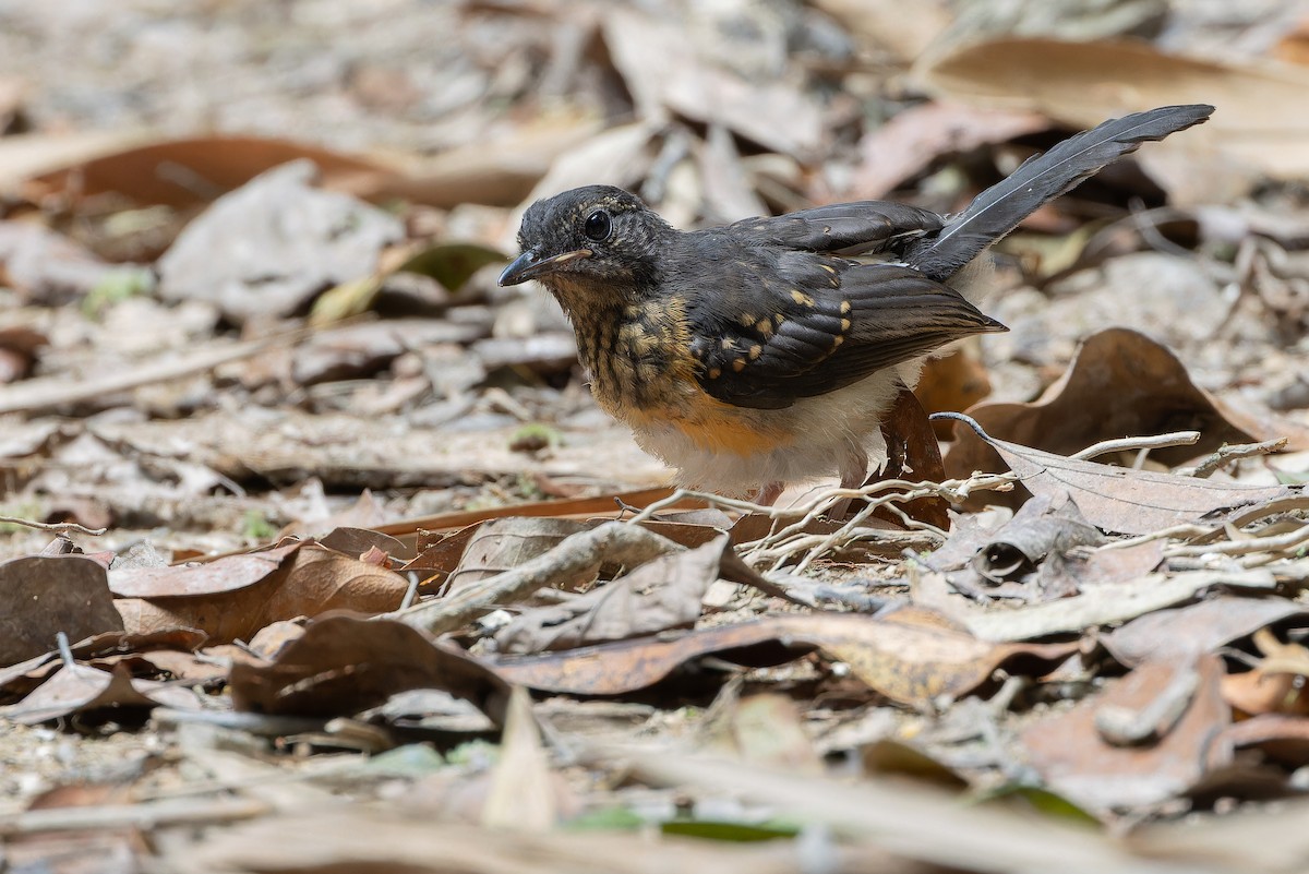 White-rumped Shama (White-rumped) - ML640264438