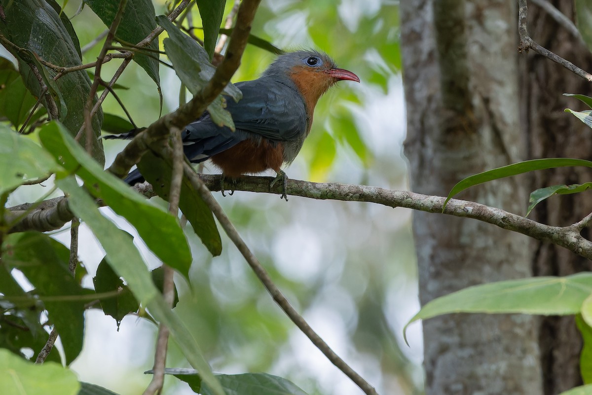 Red-billed Malkoha - ML640264441