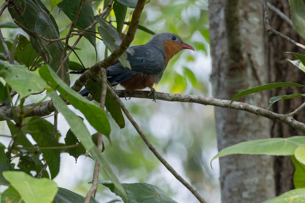 Red-billed Malkoha - ML640264442