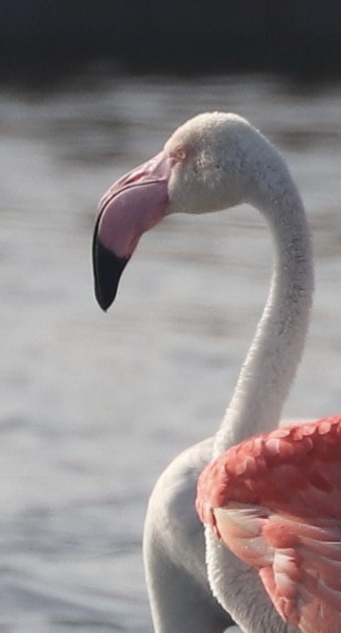 rosenflamingo - ML640264539