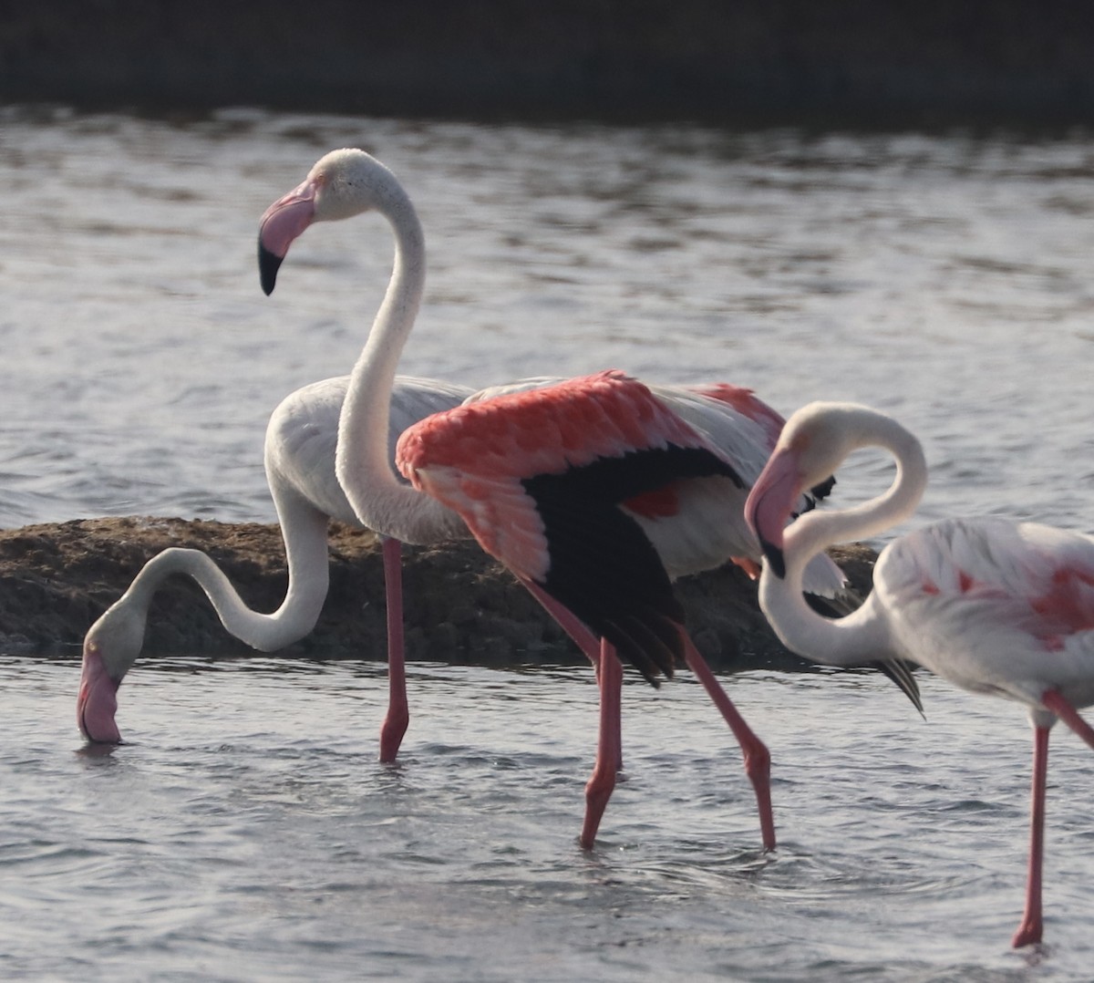 rosenflamingo - ML640264540