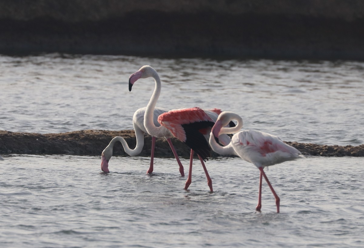 rosenflamingo - ML640264541