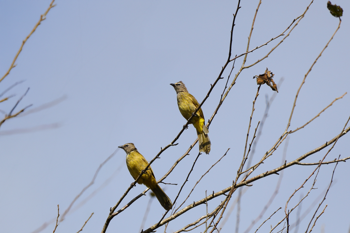 Flavescent Bulbul - ML640264636