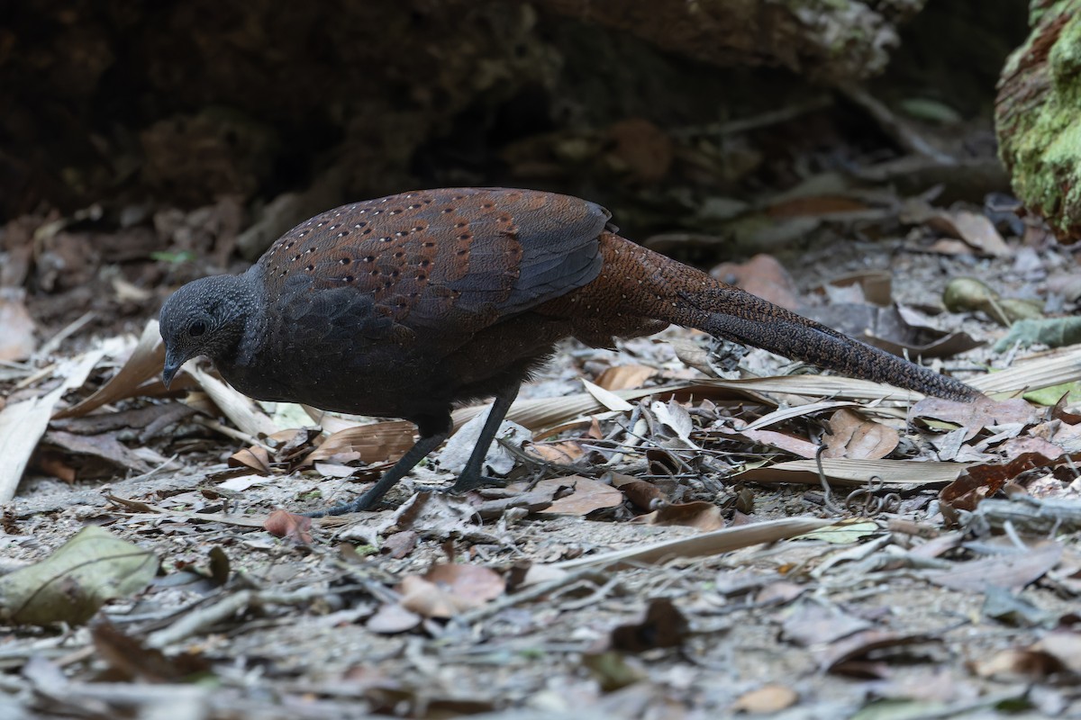 Mountain Peacock-Pheasant - ML640264703