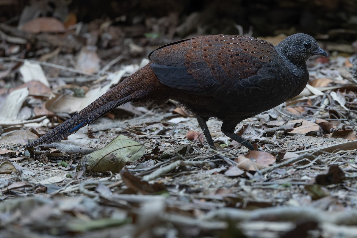 Mountain Peacock-Pheasant - ML640264704