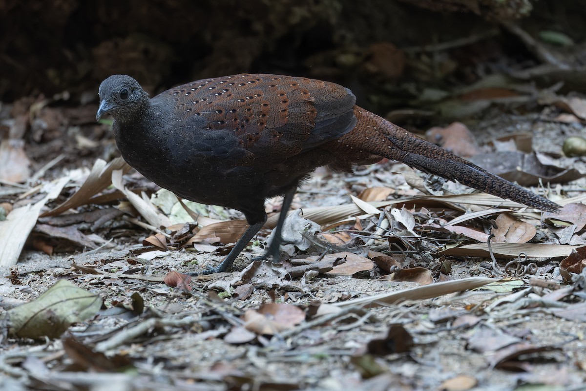 Mountain Peacock-Pheasant - ML640264705