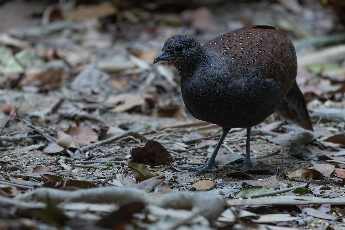 Mountain Peacock-Pheasant - ML640264707
