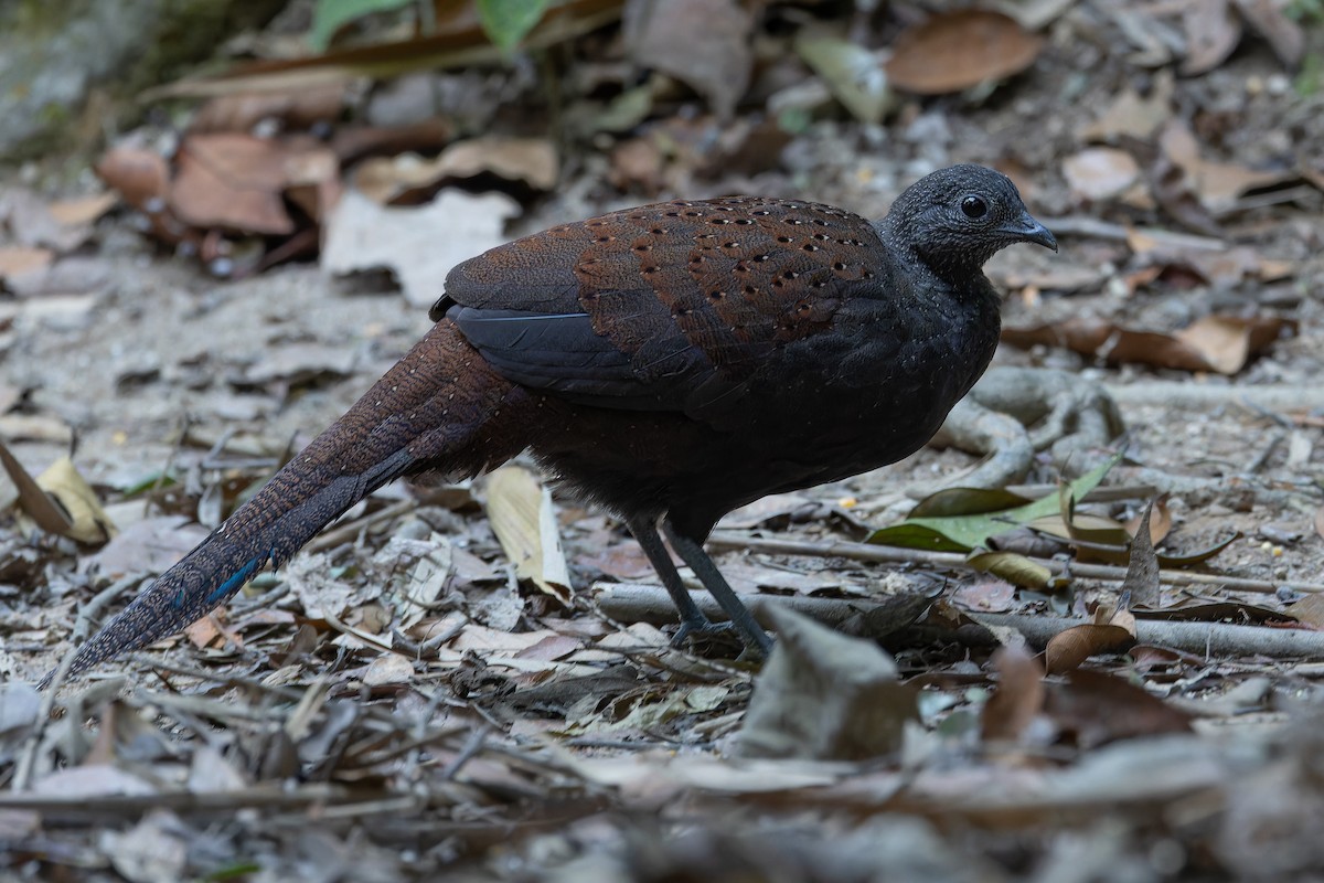 Mountain Peacock-Pheasant - ML640264708
