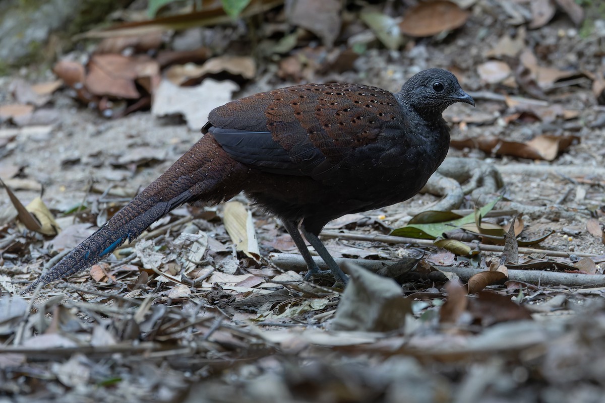 Mountain Peacock-Pheasant - ML640264709