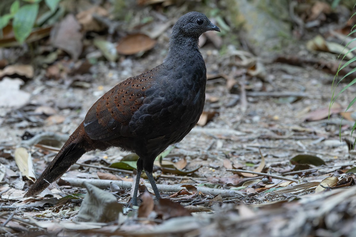 Mountain Peacock-Pheasant - ML640264710