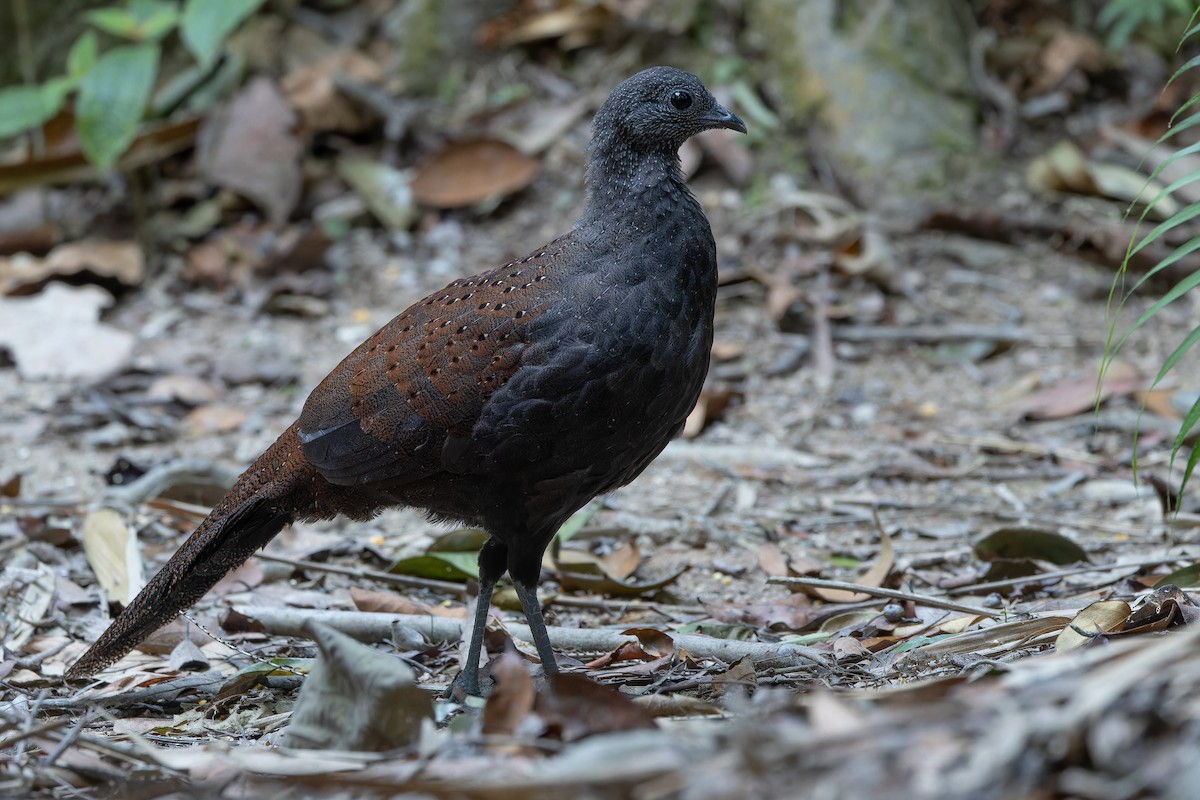 Mountain Peacock-Pheasant - ML640264711