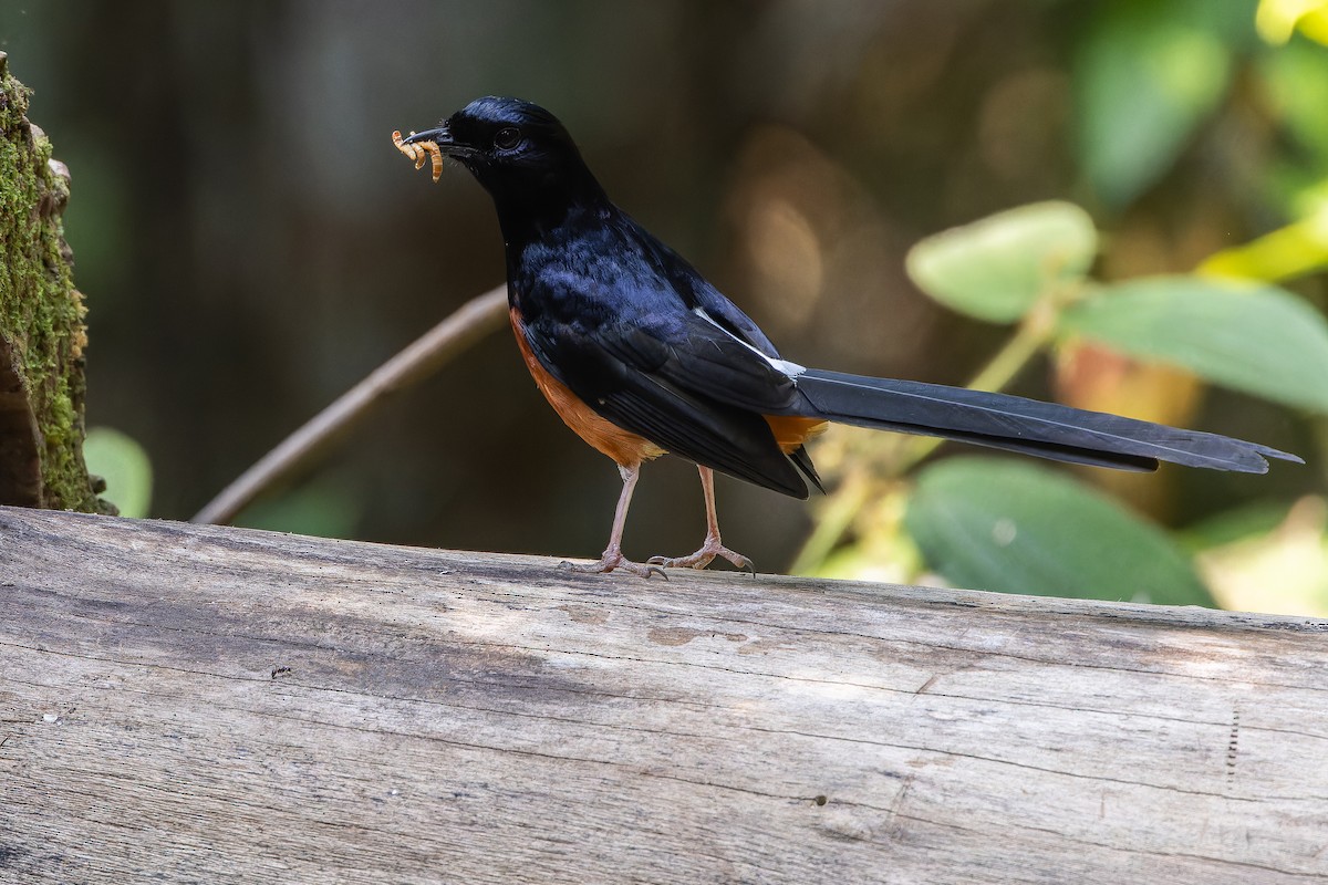White-rumped Shama (White-rumped) - ML640264775