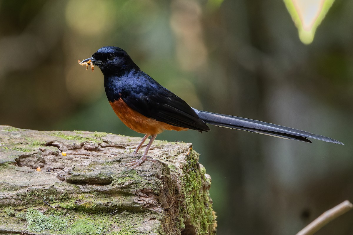 White-rumped Shama (White-rumped) - ML640264776
