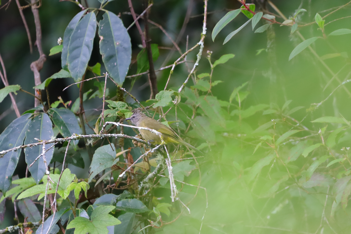 Flavescent Bulbul - ML640264777