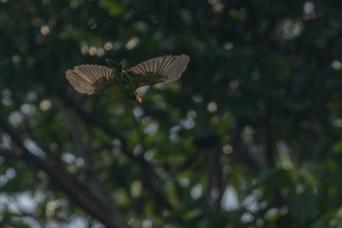 Black-eared Barbet - ML640264802