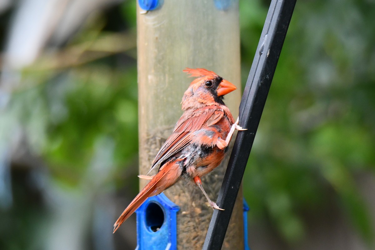 Northern Cardinal - ML640264837
