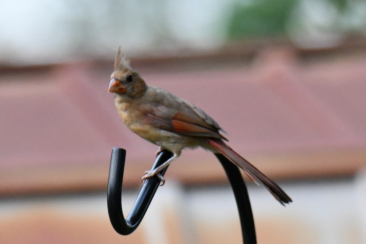Northern Cardinal - ML640264840