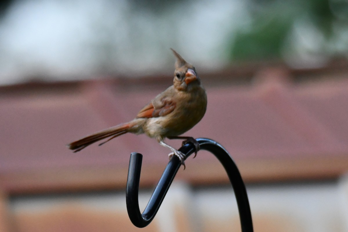 Northern Cardinal - ML640264841
