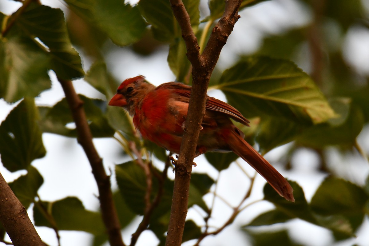 Northern Cardinal - ML640264842