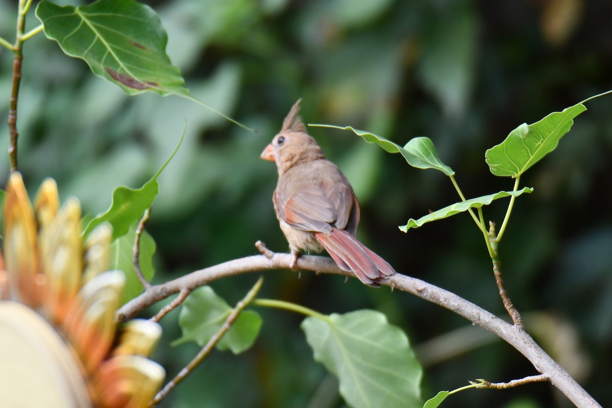 Northern Cardinal - ML640264844