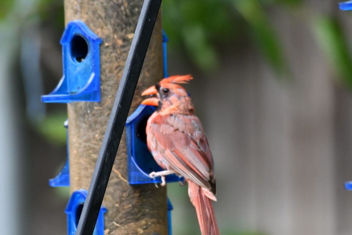 Northern Cardinal - ML640264846