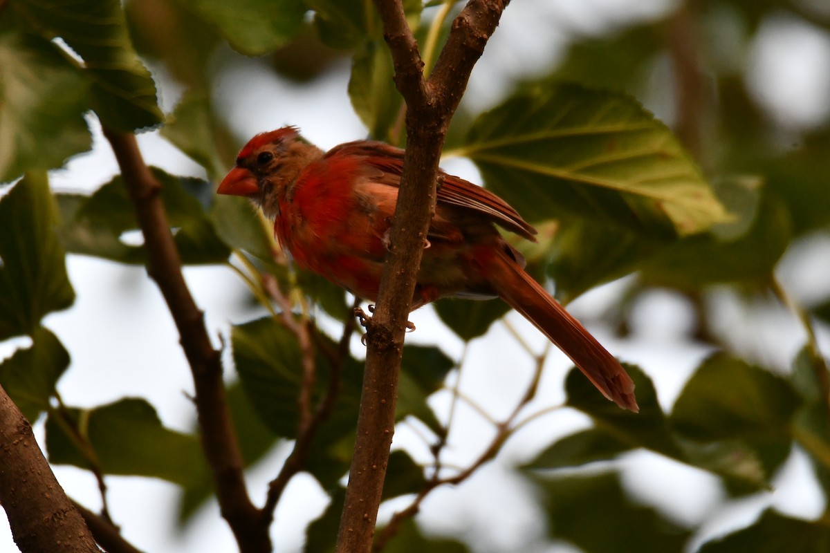 Northern Cardinal - ML640264847
