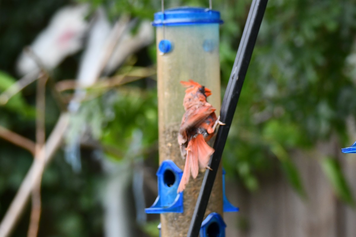 Northern Cardinal - ML640264848