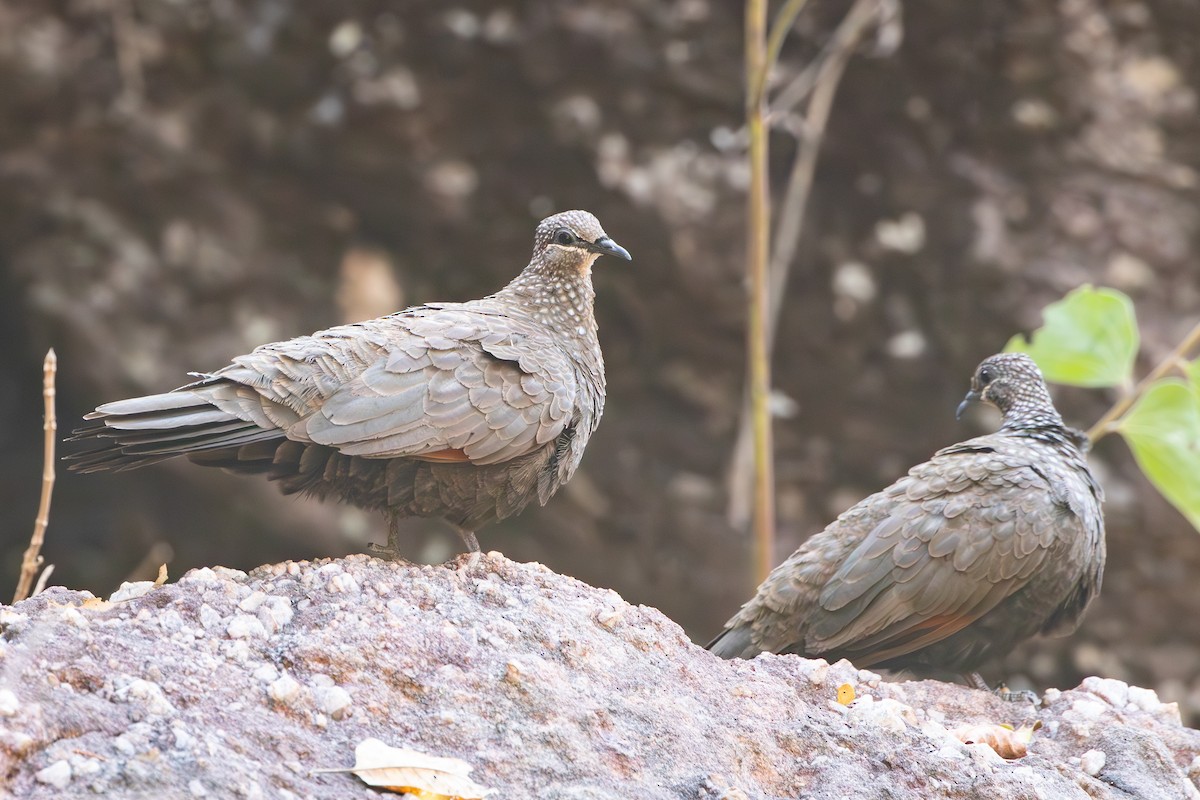 Chestnut-quilled Rock-Pigeon - ML640264874
